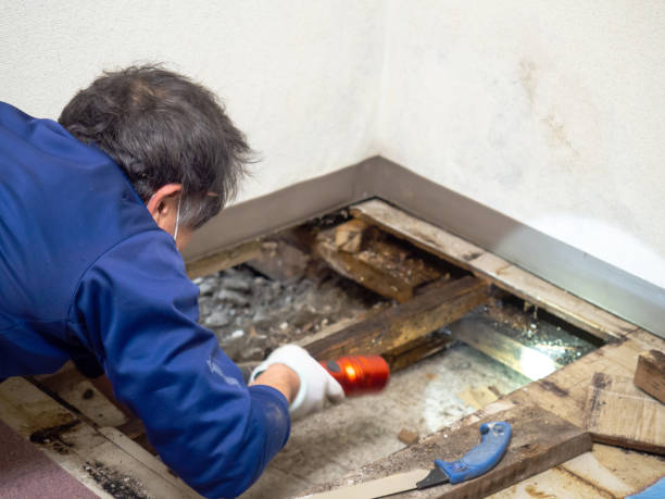 Best Professional Mold Removal  in Callaway, MD