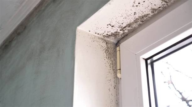 Best Local Mold Removal Service  in Callaway, MD