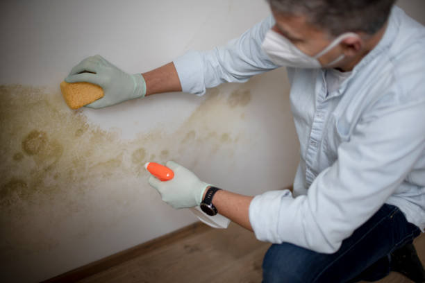 Best Toxic Mold Removal  in Callaway, MD