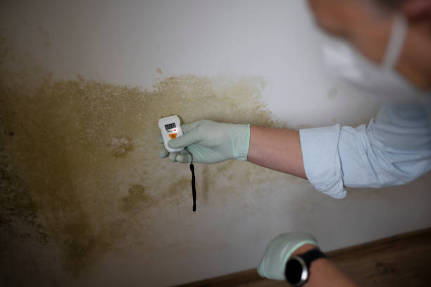 Best Mold Damage Repair  in Callaway, MD
