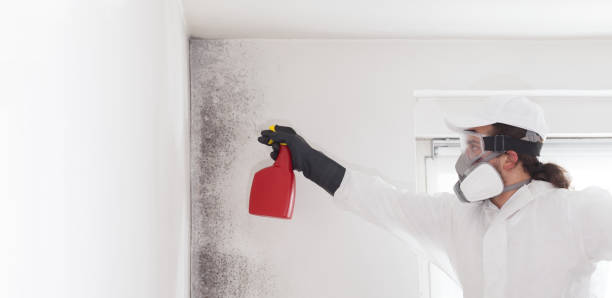 Best Mold Damage Repair  in Callaway, MD