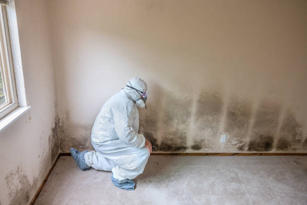 Best Local Mold Removal Service  in Callaway, MD