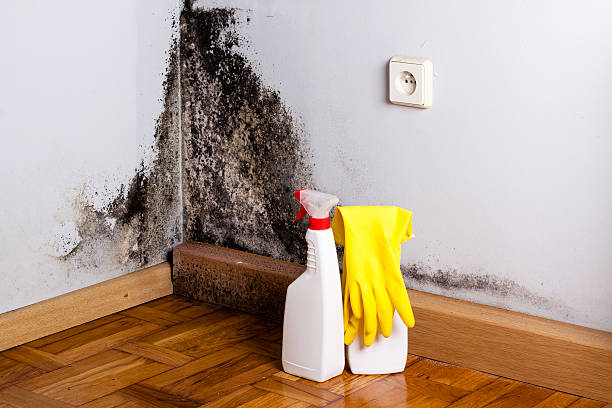 Professional Mold Removal in Callaway, MD
